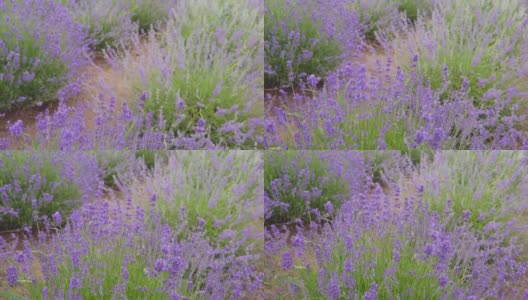 万向节拍摄了一丛美丽芳香的开花紫色薰衣草高清在线视频素材下载