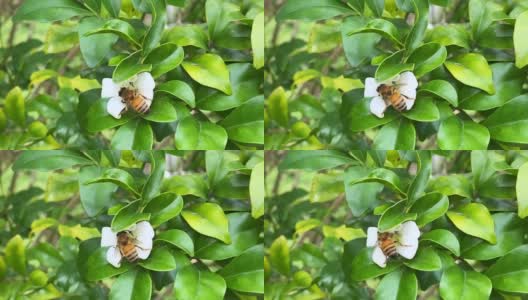 蜜蜂收集Murraya橙花的花粉高清在线视频素材下载
