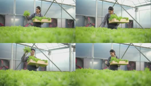 亚洲女农民扛着一箱在水培大棚农场收获的有机蔬菜沙拉，将蔬菜转发给消费者。农业业务。高清在线视频素材下载