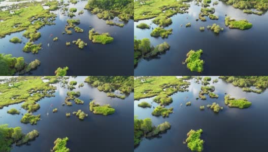 有各种树木的湿地代表了森林的完整性。高清在线视频素材下载