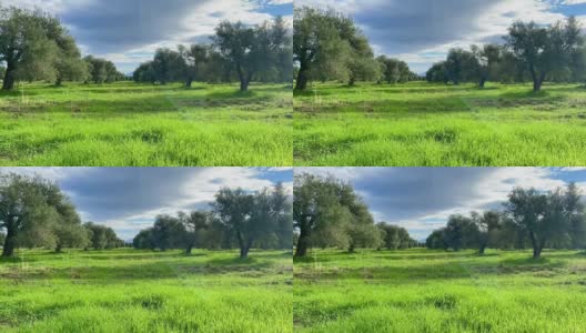 塞浦路斯的橄榄树花园。冬天有阳光岛，绿草如茵高清在线视频素材下载