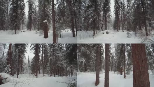 在特勒茨科湖岸边的特维内克(第三河)河上，在冬天大雪覆盖下的针叶林的步道上行走高清在线视频素材下载