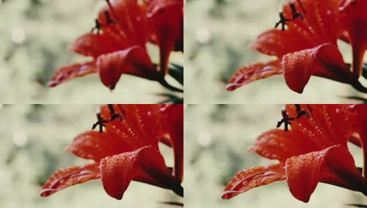 Red Hippeastrum flower高清在线视频素材下载