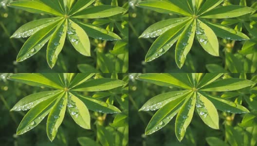 羽扇豆绿叶合上一滴雨露，雨后落在太阳上。夏天自然背景高清在线视频素材下载