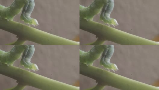 一条绿色的毛虫在叶柄上爬行高清在线视频素材下载
