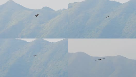 猎鹰在山上飞翔高清在线视频素材下载