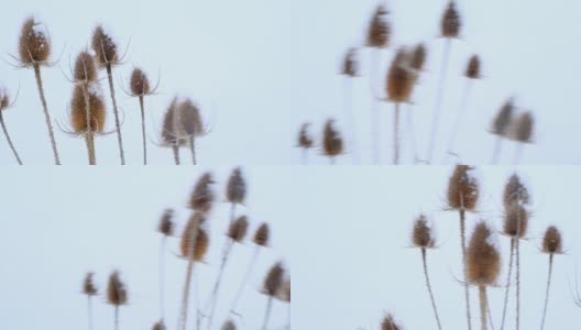 暴风雪。冬天多雪多风的天气。冬天雪地里风中干燥的植物。冬天的季节。高清在线视频素材下载