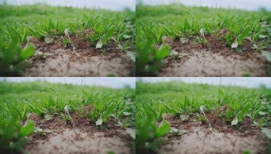 大蚂蚁在地上奔跑，为蚁丘收集树枝和树叶。高清在线视频素材下载