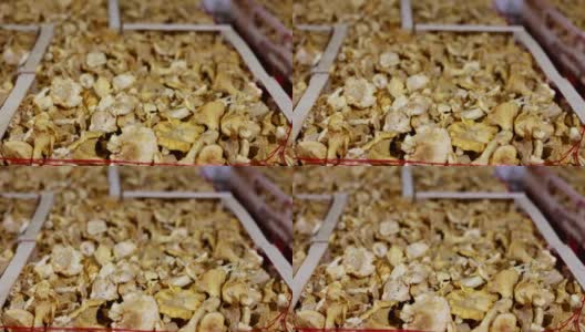 一卷成熟干净的鸡油菌，堆放在木箱里，准备运往农民市场高清在线视频素材下载