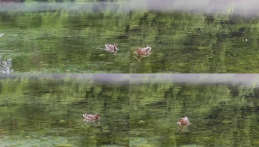 鸭子在雾蒙蒙的清澈湖水中游泳高清在线视频素材下载