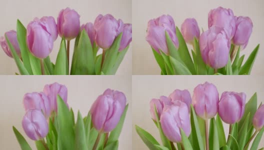 特写照片优雅的粉红色郁金香旋转在灰色的背景。高清在线视频素材下载