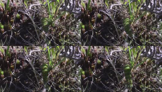 大蠹蛾，皇蛾毛虫(Saturnia pavonia)高清在线视频素材下载