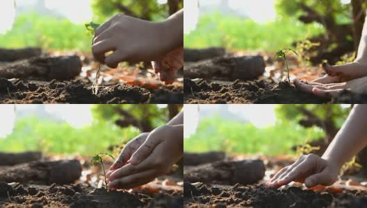 女人的双手在大地上播种，用自然环境的声音浇灌高清在线视频素材下载
