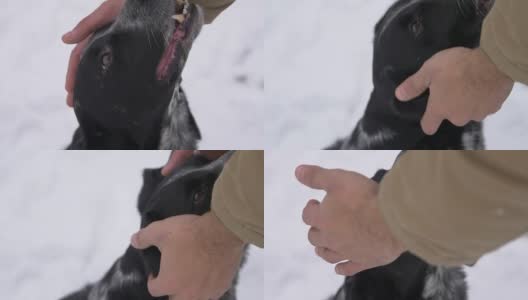男人的手抚摸着他耳朵后面的狗高清在线视频素材下载