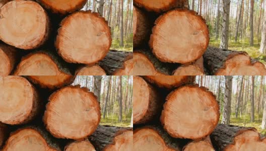 森林中被砍倒的树干高清在线视频素材下载