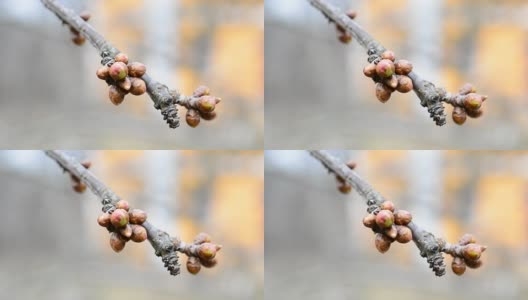 鸟结核授粉。樱花枝上的花蕾-宏观高清在线视频素材下载