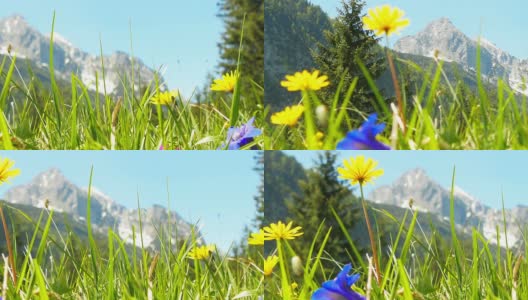 鲜花草地与风景如画的阿尔卑斯山。高清在线视频素材下载