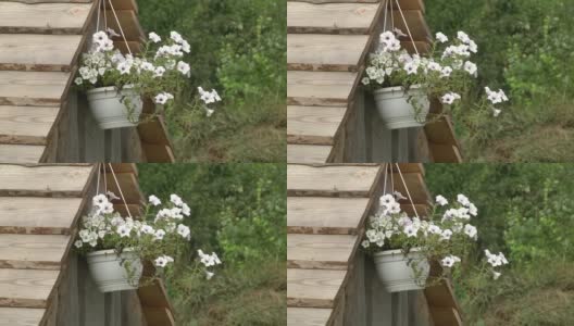 挂盆花白色矮牵牛花(矮牵牛花)。花盆里的白色牵牛花。高清在线视频素材下载