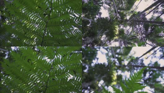 棕榈树蕨类在热带雨林丛林中徒步探险高清在线视频素材下载