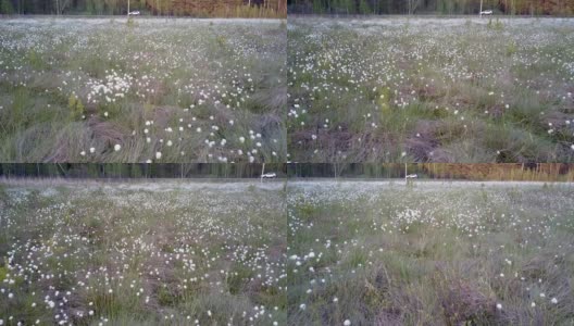 美丽的白色花朵在林间空地上与汽车的道路高清在线视频素材下载