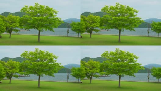 日本和田湖的树高清在线视频素材下载