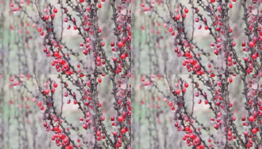 在弗罗茨瓦夫寒冷的冬天，多刺的红莓丛高清在线视频素材下载
