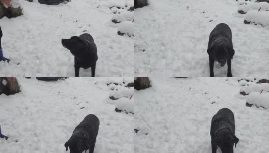 狗抓雪球吃雪球的慢动作高清在线视频素材下载
