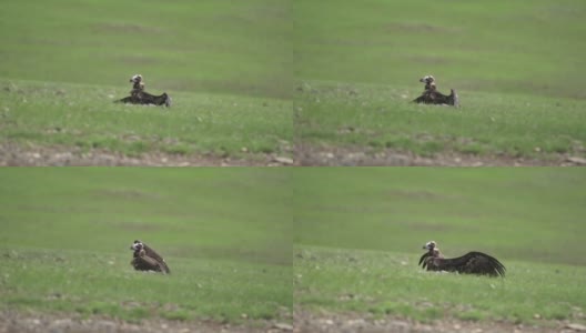 自由野生秃鹫在绿色草地高清在线视频素材下载