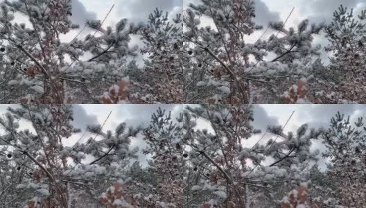 雪花落在冷杉树枝上。雪从森林里的松树树枝上落下。圣诞假期冬季背景高清在线视频素材下载