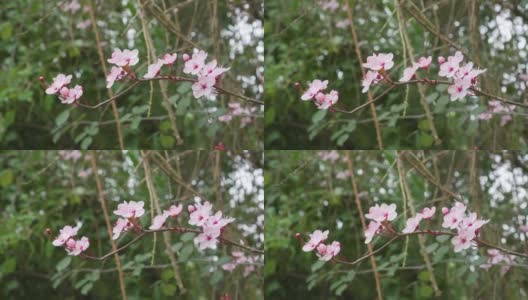 樱桃李花在一棵开花的树的小枝上的樱桃高清在线视频素材下载