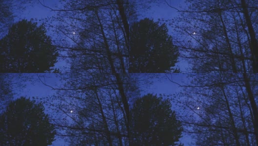 树木和月亮的剪影。森林在日出前高清在线视频素材下载