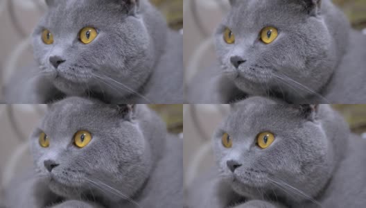 警惕的凝视英国灰猫与棕色眼睛。特写镜头。4 k高清在线视频素材下载