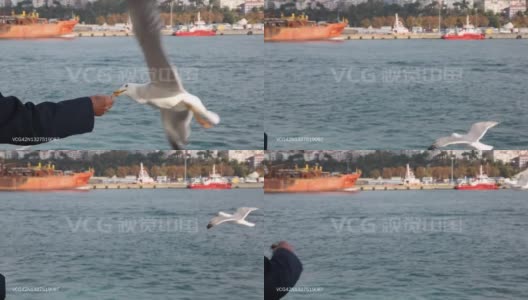 在?stanbul中，一名男子用爆竹喂海鸥，慢镜头。高清在线视频素材下载