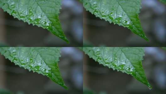 水滴在树叶上，慢动作。宏射击高清在线视频素材下载