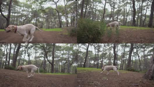 慢镜头快乐的金毛寻回犬在自然森林中奔跑高清在线视频素材下载