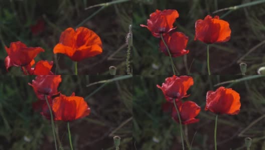 红色罂粟花在风中高清慢动作视频高清在线视频素材下载