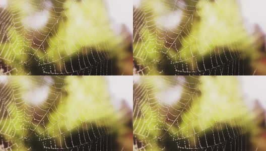 带水滴的蜘蛛网高清在线视频素材下载