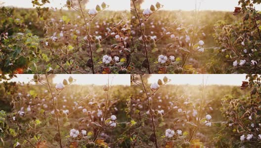 太阳升起时的棉花田HDR图像高清在线视频素材下载