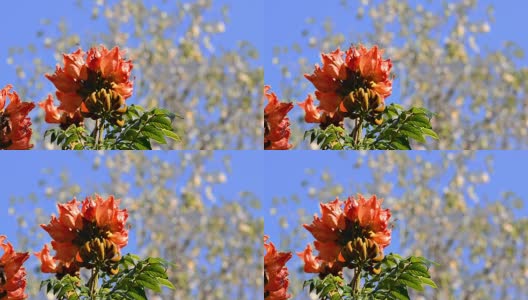 非洲郁金香树花高清在线视频素材下载