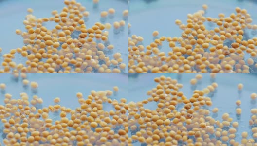 黄色的芥末种子放在蓝色的水里，靠近点高清在线视频素材下载