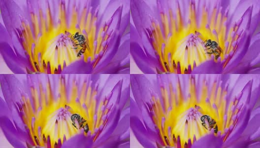 蜜蜂在粉莲花的花粉中进食。高清在线视频素材下载