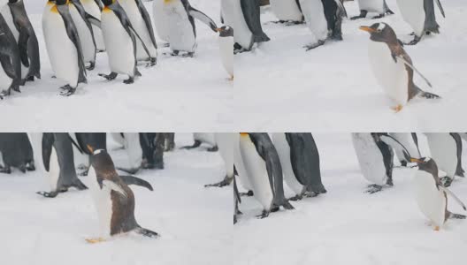 小企鹅和家人高清在线视频素材下载