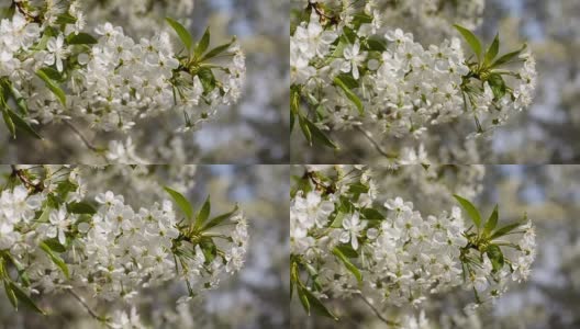 白色的樱花盛开。高清在线视频素材下载