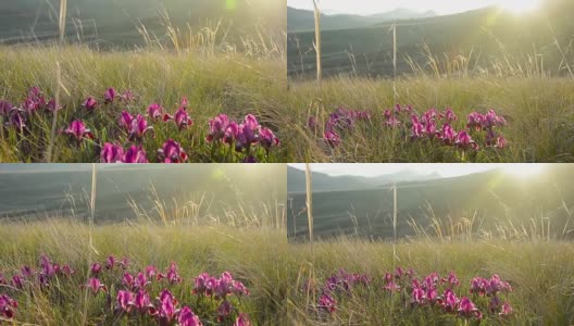紫丁香野鸢尾的林间空地高清在线视频素材下载