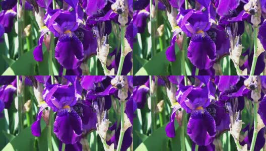 紫花鸢尾高清在线视频素材下载