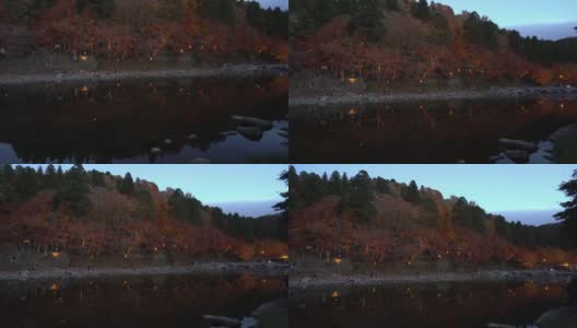 电影倾斜可兰经森林公园夜晚与灯光照明日本名古屋高清在线视频素材下载