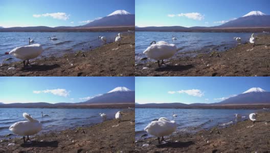 美丽的富士山与枫树在秋天的日本高清在线视频素材下载