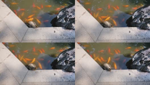 在豫园花园，一群大锦鲤在池塘里游来游去时，虎斑猫坐在湖岸边独自抓挠的高角度镜头，4k镜头，慢镜头。高清在线视频素材下载