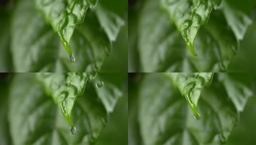 水滴从绿叶的顶端滴落下来。慢动作镜头高清在线视频素材下载