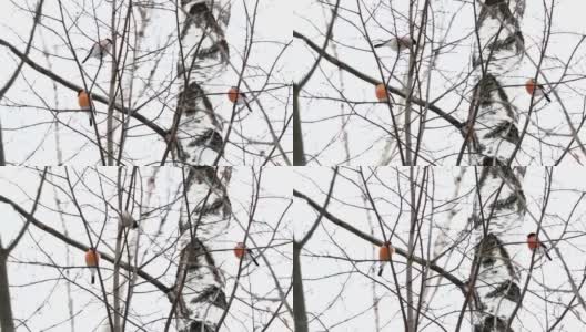 一群红腹灰雀坐在雪下的树枝上。冬天森林里明亮的鸟儿高清在线视频素材下载